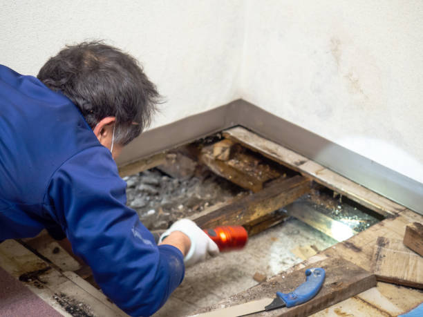 Best Fast Mold Removal  in Granville South, OH