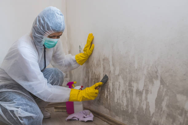 Best Mold Damage Repair  in Granville South, OH