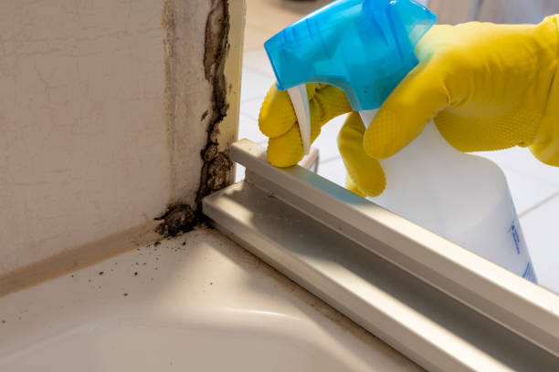 Best Mold Removal and Inspection  in Granville South, OH