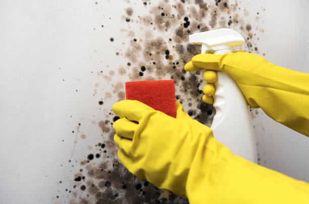 Best Local Mold Removal Service  in Granville South, OH